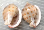 タマウラシマのサムネイル写真