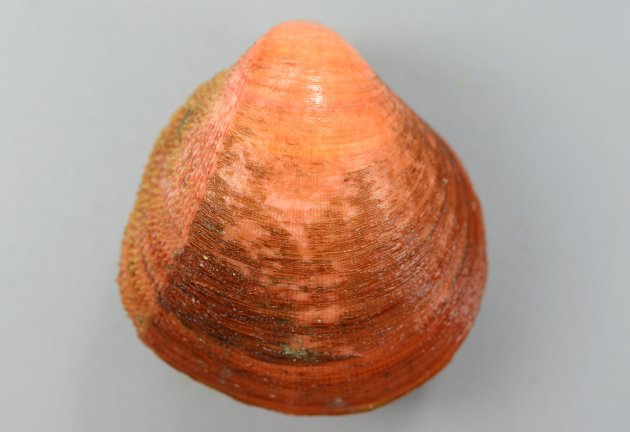 70mm SH 前後になる。沈んだ赤色で、殻皮に覆われる。縦方向の楕円形で非常に膨らみが強い。後部に刃物で裁ったようにように見える。殻表面に細い放射肋があるが、後部にの放射肋には小さな棘がある。