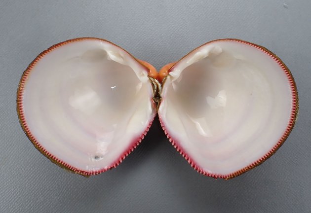 70mm SH 前後になる。沈んだ赤色で、殻皮に覆われる。縦方向の楕円形で非常に膨らみが強い。後部に刃物で裁ったようにように見える。殻表面に細い放射肋があるが、後部にの放射肋には小さな棘がある。