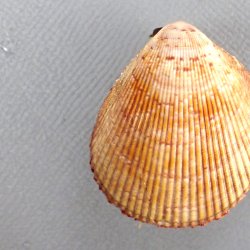 キヌザルガイ | 軟体 | 市場魚貝類図鑑