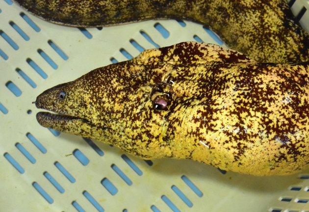 ウツボページ ウツボ | 魚類 | 市場魚貝類図鑑