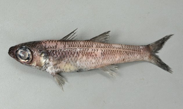 20cm SL 前後になる。黒灰色で細長い。眼が大きく、眼から吻端までが非常に短い。主鰓蓋骨に棘がない。臀鰭棘は２。［愛知県蒲郡産　165mm・82g］