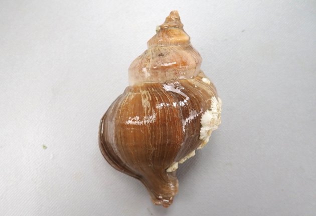 10cm SL 前後になる。貝殻はアツエゾボラに似ている。厚みがあり殻皮を被る。螺肋は次体層で１、２本、体層で５、６本。殻口外唇は厚みがあるものと薄めのものがある。