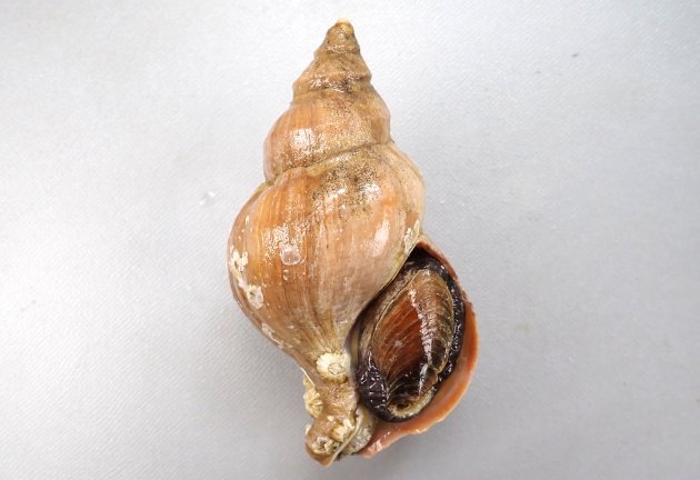 10cm SL 前後になる。貝殻はアツエゾボラに似ている。厚みがあり殻皮を被る。螺肋は次体層で１、２本、体層で５、６本。殻口外唇は厚みがあるものと薄めのものがある。