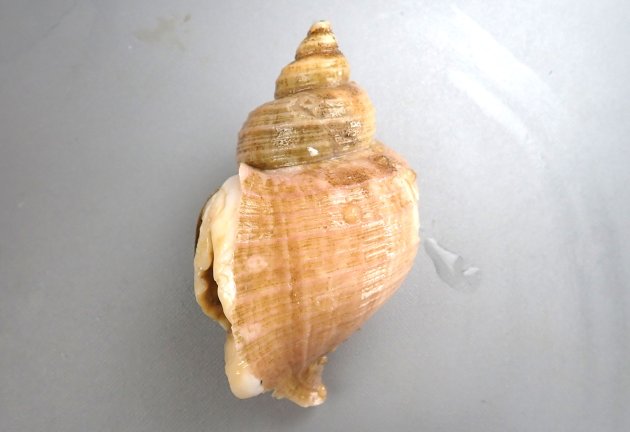 13cm SL 前後になる。貝殻は厚みが薄く、淡いベージュである。全体に丸味が強く肩は張らない。螺肋は太さが同じで非常に細く弱い。軸はねじれ縫帯が出来る。［釧路産　13cm SL］