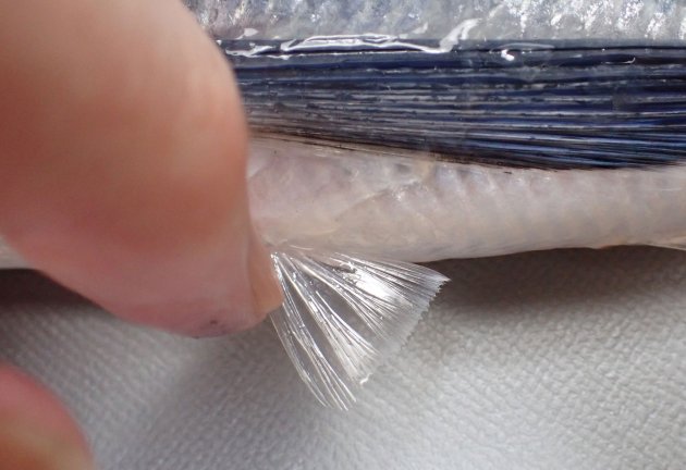 23cm TL前後になる。トビウオ類の中ではずんぐりしている。胸鰭は黒く、後半部分から先端部分にかけて透明（白い）。胸鰭（羽根）は著しく長く腹鰭は非常に短い。側線上方鱗数は８（７の個体もいる）。