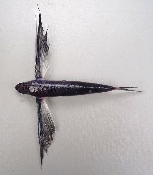 23cm TL前後になる。トビウオ類の中ではずんぐりしている。胸鰭は黒く、後半部分から先端部分にかけて透明（白い）。胸鰭（羽根）は著しく長く腹鰭は非常に短い。側線上方鱗数は８（７の個体もいる）。