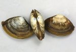 ナガウバガイのサムネイル写真