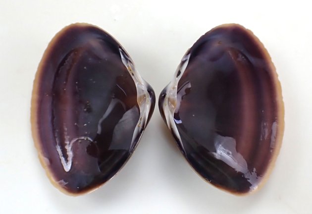 27mm SL 前後になる。三角形に近く膨らみが非常に強い。貝殻の表面には非常に弱い輪肋がある。
