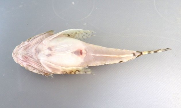8.5cm SL　前後になる。頭部は左右に幅が広く縦扁（平たい）する。胴の部分も少し縦扁する。背鰭は２で、第１背鰭の軟条は糸状に伸びる。前鰓蓋骨の棘はいちばん上がいちばん長くときに２叉する。［福島県相馬市原釜　８cm］