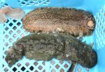 オキナマコのサムネイル写真