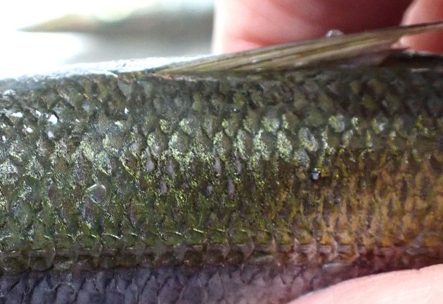 側線上方横列鱗数は8.5-9.5。