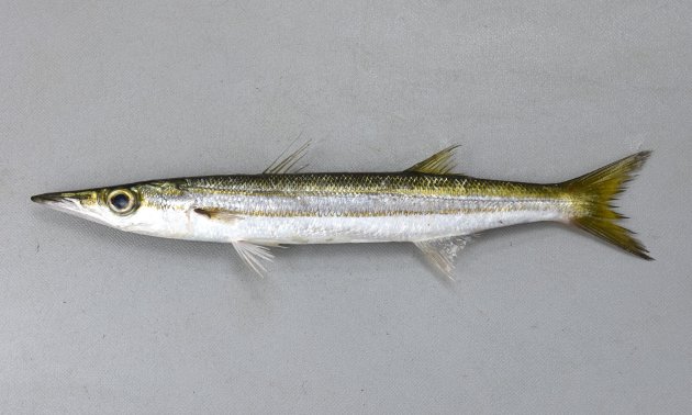24.5cm SL 前後になる。細長く薄い灰褐色をしている。体の側面測線上と腹部に２本の黄色みがかった縦縞がある。体下方の縦縞は側線の下を通り、尾鰭基底中央よりも下に達する。腹鰭起部は背鰭起部よりも遙かに前にある。鰓耙数（突起状）は２。主鰓蓋後縁は丸い。側線上方横列鱗数は8.5-9.5。［高知県土佐清水市以布利産　23.5cmsl・87g］