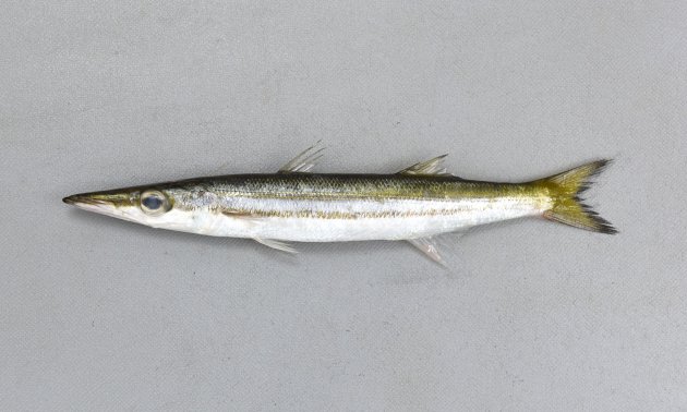24.5cm SL 前後になる。細長く薄い灰褐色をしている。体の側面測線上と腹部に２本の黄色みがかった縦縞がある。体下方の縦縞は側線の下を通り、尾鰭基底中央よりも下に達する。腹鰭起部は背鰭起部よりも遙かに前にある。鰓耙数（突起状）は２。主鰓蓋後縁は丸い。側線上方横列鱗数は8.5-9.5。［高知県土佐清水市以布利産　17cmsl・36g］