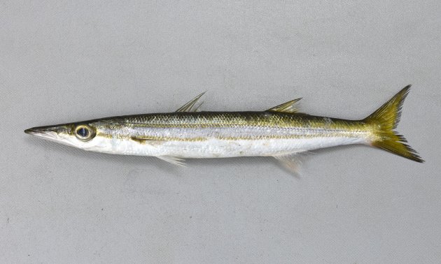 24.5cm SL 前後になる。細長く薄い灰褐色をしている。体の側面測線上と腹部に２本の黄色みがかった縦縞がある。体下方の縦縞は側線の下を通り、尾鰭基底中央よりも下に達する。腹鰭起部は背鰭起部よりも遙かに前にある。鰓耙数（突起状）は２。主鰓蓋後縁は丸い。側線上方横列鱗数は8.5-9.5。［高知県土佐清水市以布利産　21.5cmsl・71g］
