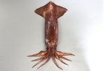 タコイカのサムネイル写真