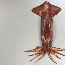 タコイカ属について＆生物一覧 | 市場魚貝類図鑑