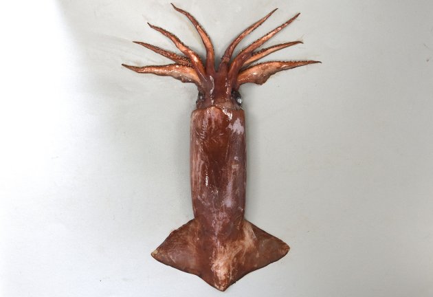 30cm ML前後になる（胴体に見える部分の長さ）。全体に暗色で赤みが強く、スルメイカ型をしている。皮はとても柔らかく触ると赤茶色の色素が剥げる。成長したものは腕は８本で触腕をなくしている。Ⅰ〜Ⅲ腕は基部よりは２列の鈎状の縁側に２列の吸盤があるが、先端の４列とも吸盤になる。Ⅳ腕は吸盤のみで鈎はない。［25cm ML・八戸産］