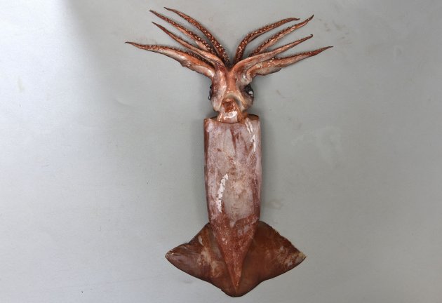 30cm ML前後になる（胴体に見える部分の長さ）。全体に暗色で赤みが強く、スルメイカ型をしている。皮はとても柔らかく触ると赤茶色の色素が剥げる。成長したものは腕は８本で触腕をなくしている。Ⅰ〜Ⅲ腕は基部よりは２列の鈎状の縁側に２列の吸盤があるが、先端の４列とも吸盤になる。Ⅳ腕は吸盤のみで鈎はない。［25cm ML・八戸産］