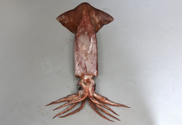 30cm ML前後になる（胴体に見える部分の長さ）。全体に暗色で赤みが強く、スルメイカ型をしている。皮はとても柔らかく触ると赤茶色の色素が剥げる。成長したものは腕は８本で触腕をなくしている。Ⅰ〜Ⅲ腕は基部よりは２列の鈎状の縁側に２列の吸盤があるが、先端の４列とも吸盤になる。Ⅳ腕は吸盤のみで鈎はない。［25cm ML・八戸産］