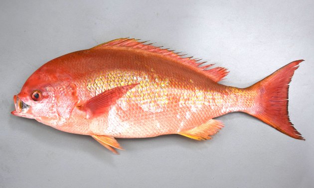 60cm SL 前後になる。背は濃いオレンジ色、下部は明るいオレンジ色である。体高はなく側へん（左右に平たい）する。背鰭基部は鱗に覆われる。背鰭棘は11、背鰭軟条は14-15。眼の中心はほぼ体軸上にある。尾鰭は強く湾入する。［55cm SL・4.015kg］