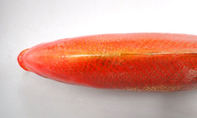 60cm SL 前後になる。背は濃いオレンジ色、下部は明るいオレンジ色である。体高はなく側へん（左右に平たい）する。背鰭基部は鱗に覆われる。背鰭棘は11、背鰭軟条は14-15。眼の中心はほぼ体軸上にある。尾鰭は強く湾入する。［55cm SL・4.015kg］
