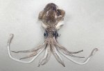 ニヨリミミイカのサムネイル写真