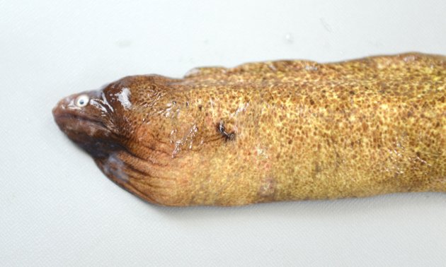 60cm TL 前後になる。胸鰭・腹鰭がない。細長く頭部が極端に小さい。頭部の前半は暗色で全体に淡黄色で茶褐色の小さな斑紋が散らばる。