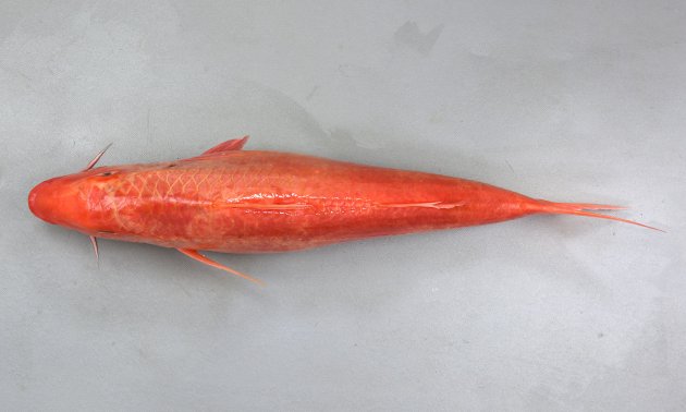 65cm SL 前後になる。側面から見ると猫の目がたで体高が低い。左右はやや厚みがある。第2背鰭は鱗で覆われない。顎歯は小さく手触るとざらざらしている。［41cm・1.517kg］
