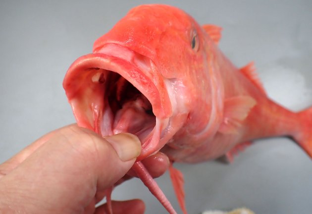 65cm SL 前後になる。側面から見ると猫の目がたで体高が低い。左右はやや厚みがある。第2背鰭は鱗で覆われない。顎歯は小さく手触るとざらざらしている。［41cm・1.517kg］
