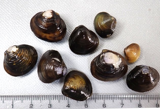 殻長30nn前後になる。正三角形で黒もしくは茶色。成長脈がくっきりしている。楕円形に近いアワシジミ型、５センチ前後になるナリヒラシジミ型などがある。琵琶湖周辺では水路などに本種、琵琶湖にはセタシジミと棲み分けているのではないか。［滋賀県北部水路］