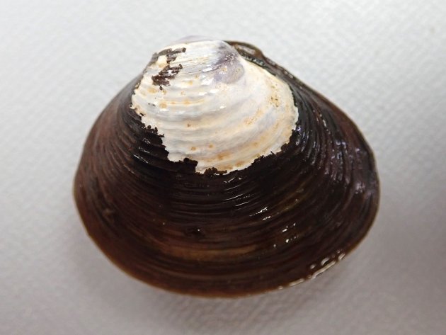 殻長30nn前後になる。正三角形で黒もしくは茶色。成長脈がくっきりしている。楕円形に近いアワシジミ型、５センチ前後になるナリヒラシジミ型などがある。