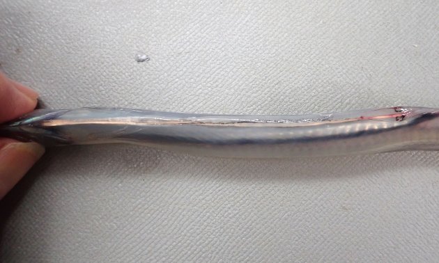 腹部に１本の発光器がある。