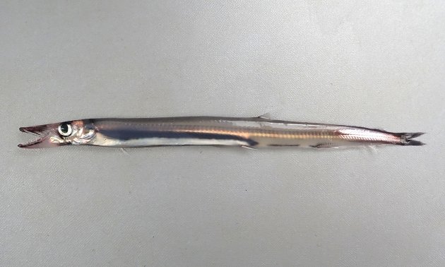27cm SL前後になる。透明感のある体で細長い。脂鰭がある。腹部に１本の発光器がある。背鰭は腹鰭よりも後ろにある。臀鰭軟条は40-45。［22.5〜25cm TL ・21g前後］