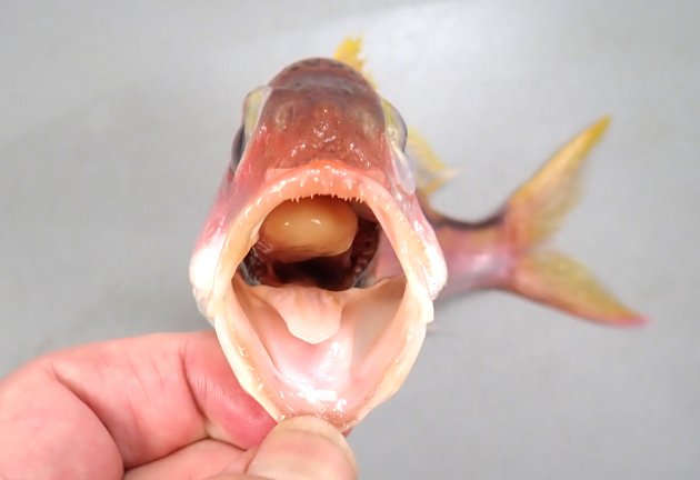 成長後の体長は不明。猫の目形で薄紅色の体色で側線から腹部にかけては模様がない。尾鰭は長く、下葉の下の縁に白い線条の部分がない。背部にある青い斑紋は鞍掛状で側線まで達する。第一鰓弓の下枝鰓耙数が通常10本（ハナフエダイで通常12）。［19cm SL・191g］
