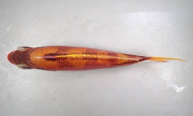 成長後の体長は不明。猫の目形で薄紅色の体色で側線から腹部にかけては模様がない。尾鰭は長く、下葉の下の縁に白い線条の部分がない。背部にある青い斑紋は鞍掛状で側線まで達する。第一鰓弓の下枝鰓耙数が通常10本（ハナフエダイで通常12）。［19cm SL・191g］
