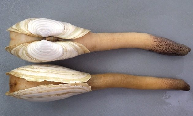 13cm SLを超える。貝殻はやや厚いが、もろく表面に波状の皺がある。軟体は貝殻よりも遙かに大きく、水管を伸ばすと貝殻の長さの３倍以上になる。