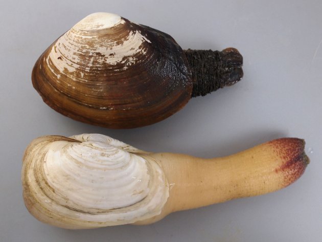 ミルクイとナミガイの比較