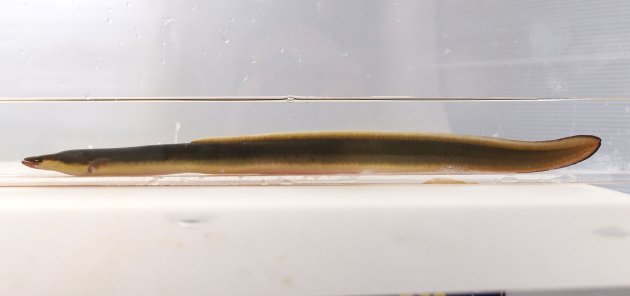 ニホンウナギ | 魚類 | 市場魚貝類図鑑