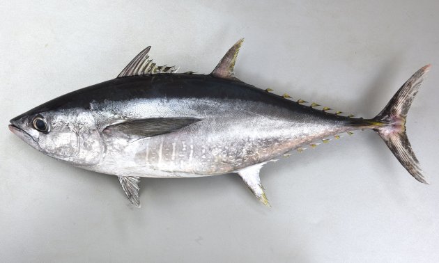 コシナガマグロの形態写真