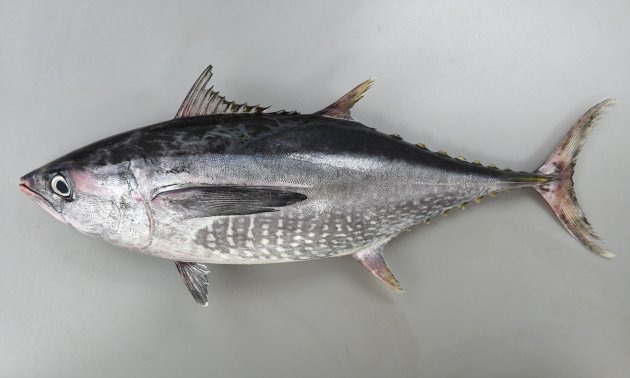 1.4m TL 前後になる。マグロ類としては小型。やや細長く、第二背鰭、尻鰭後方が長く後方に行くにしたがって細くなる。胸鰭が第二背鰭起部真下に届く。側面腹側には顕著な楕円形の白い斑紋がたくさんある。［全長63cm・重さ3.62kg］