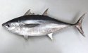 コシナガマグロのサムネイル写真