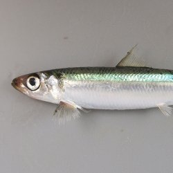 ウルメイワシ | 魚類 | 市場魚貝類図鑑