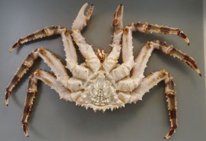 タラバガニの脚裏