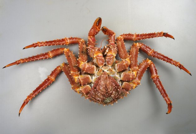 甲幅22.5cm前後になる。赤みを帯びたベージュ色で、甲はしずく型で全体に丸味が感じられる。全身に棘がある。額角は全体の５分の１の大きさがあり、前方に突出している。雄は足が長く、ふんどしが小さい。雌は脚が細く短くふんどしが甲と同じくらいに大きい。［雄］