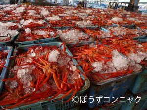 茹で上げたベニズワイガニ