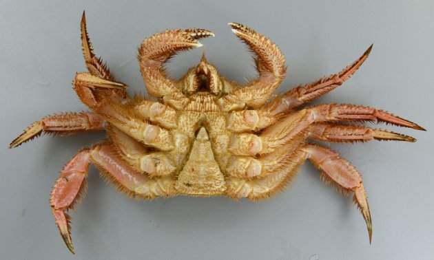 雄が甲長15cm、雌が甲長12cm前後になる。甲羅は円形に近い。雄の方が前後に長く楕円形。雌は円形に近い。全体に茶色、もしくは褐色。
