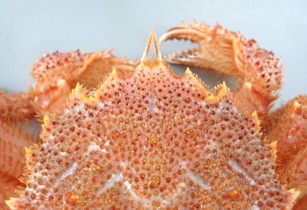 雄が甲長15cm、雌が甲長12cm前後になる。甲羅は円形に近い。雄の方が前後に長く楕円形。雌は円形に近い。全体に茶色、もしくは褐色。