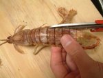 シャコの剥き方１