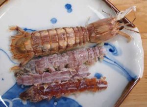 卵巣を抱えたシャコ